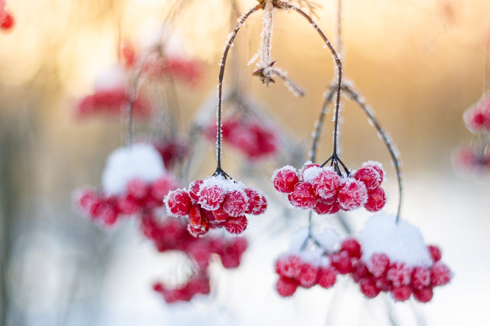 Download Berry Viburnum Frost Winter Nature Close-up 4k Ultra HD Wallpaper