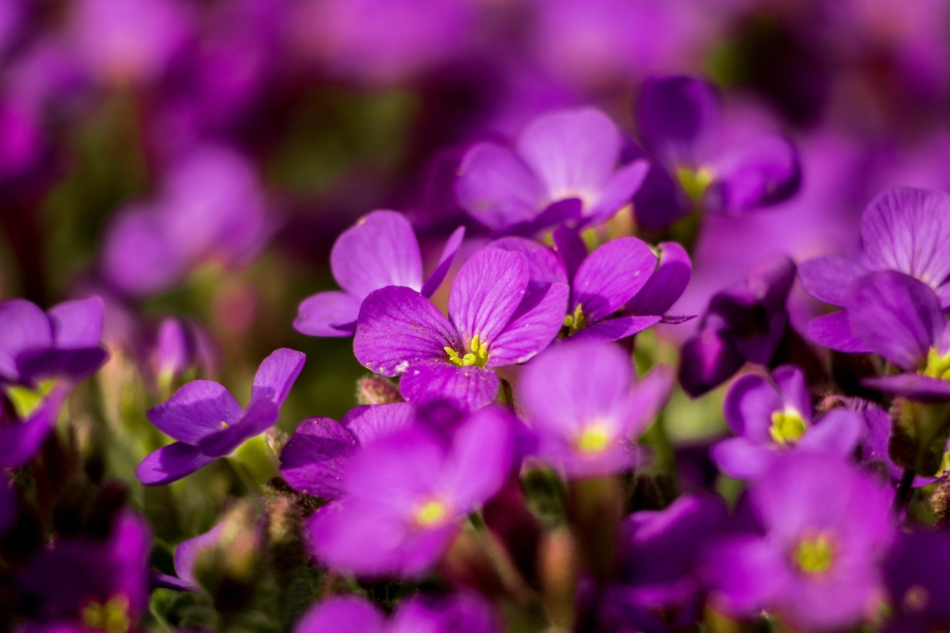 Macro close-up of aubrieta purple flowers and petals with yellow centers, soft blurred background — vibrant nature 5K Ultra HD PC desktop wallpaper.