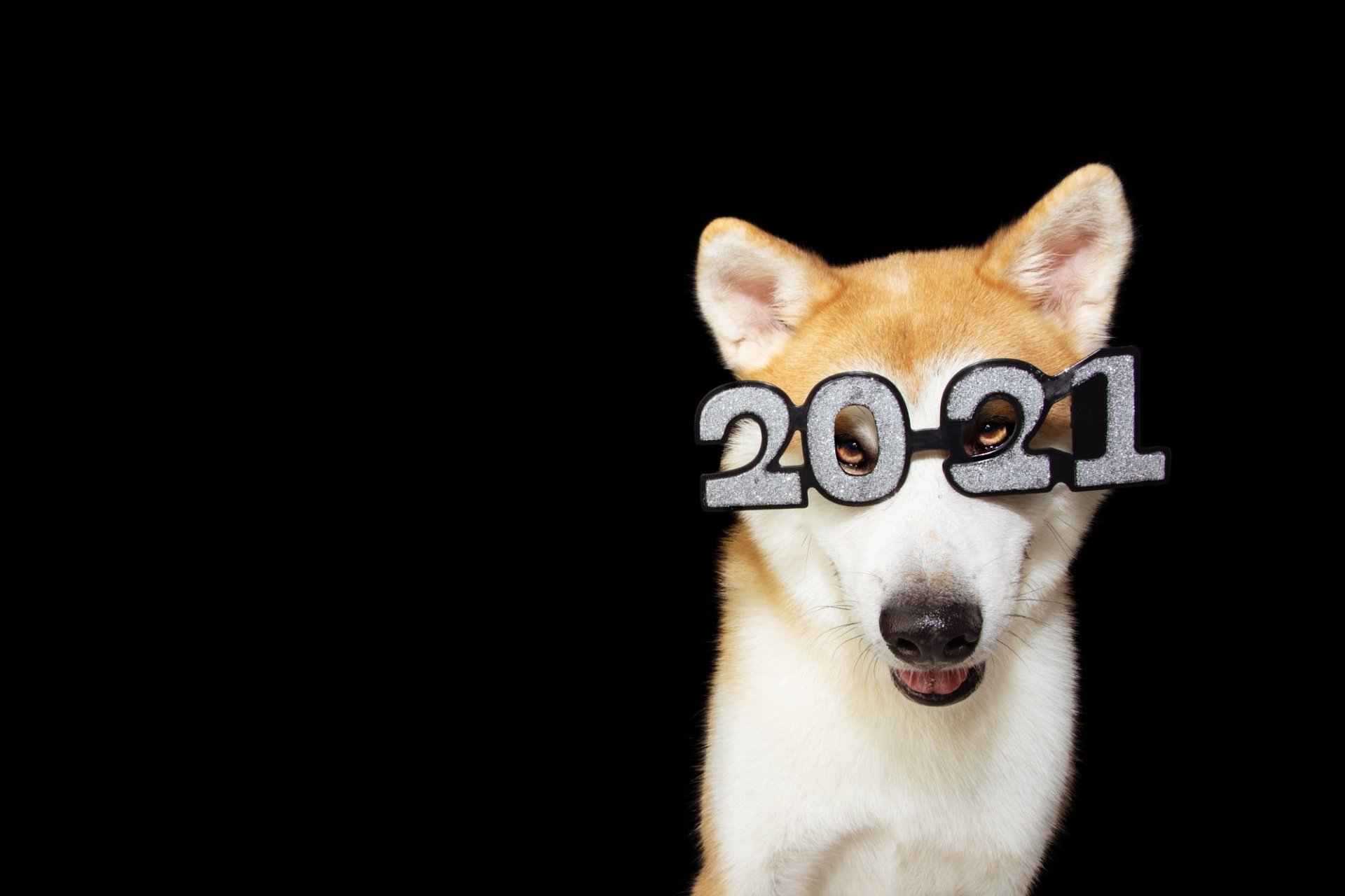 Download New Year 2021 Number Christmas Glasses Dog Animal Shiba Inu Christmas Dog HD Wallpaper