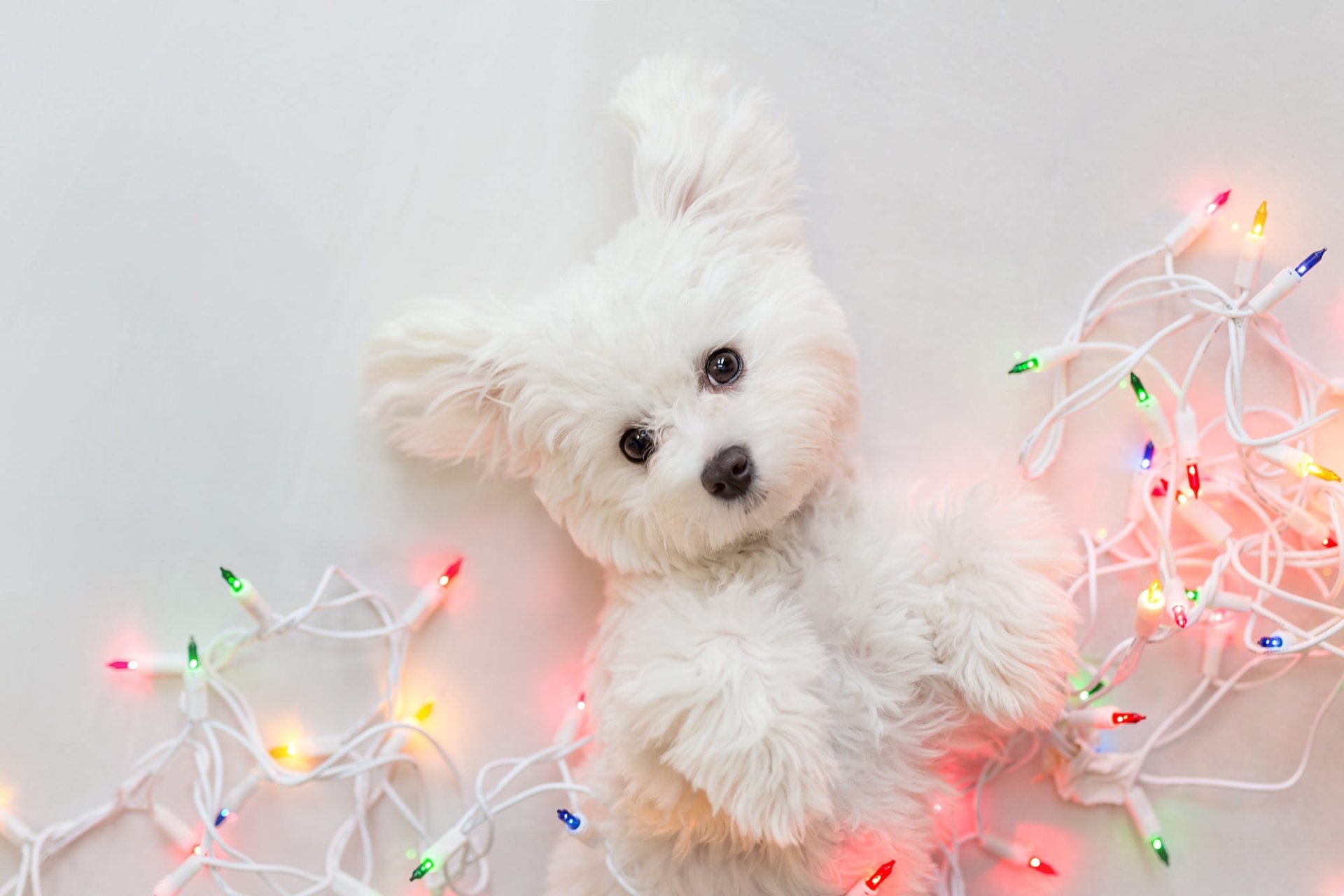 Download Puppy Christmas Lights Baby Animal Dog Animal West Highland White Terrier HD Wallpaper