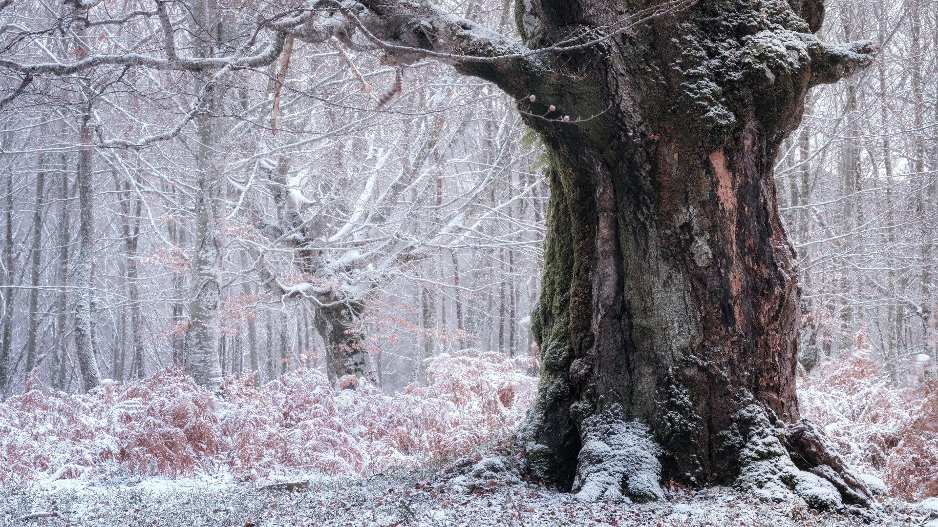 A 4K Ultra HD desktop wallpaper of a massive tree trunk standing in a snow-covered winter forest with frosted branches and muted natural tones.