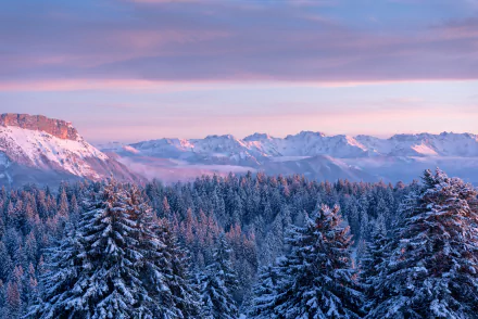 Snow-covered fir trees in a dense forest with a mountainous backdrop under a soft pink sky, showcasing a serene winter landscape in the French Alps.