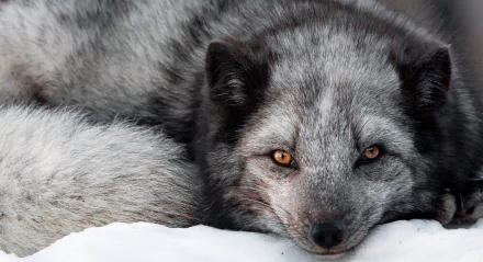 Silver Fox (Animal) Animal fox HD Desktop Wallpaper | Background Image