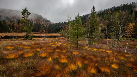 4K Ultra HD PC desktop wallpaper: fall forest marsh with golden grass tufts, conifer trees and misty hills under a cloudy sky.