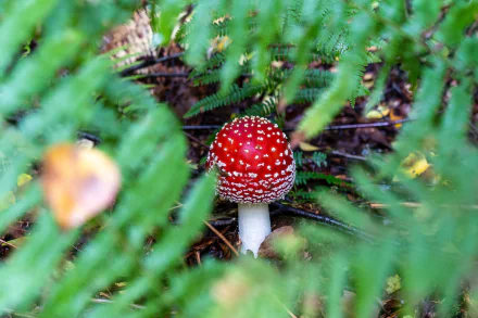 blur fern fly agaric nature mushroom HD Desktop Wallpaper | Background Image