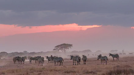 Africa Animal zebra HD Desktop Wallpaper | Background Image