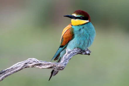  European Bee-eater (merops apiaster)