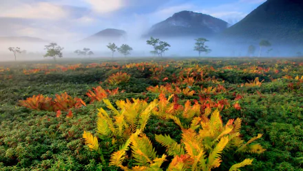 Foggy mountain landscape in Hokkaido, Japan, featuring vibrant fall ferns and scattered trees, captured in high-definition for a serene nature wallpaper.