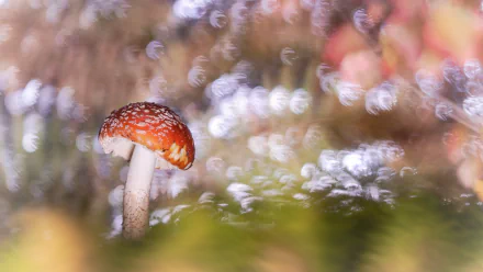bokeh fly agaric nature mushroom HD Desktop Wallpaper | Background Image