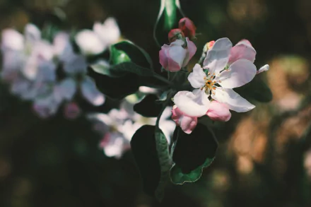 apple blossom spring branch flower nature blossom HD Desktop Wallpaper | Background Image