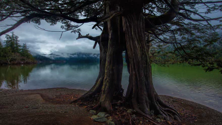pond trunk roots nature tree HD Desktop Wallpaper | Background Image