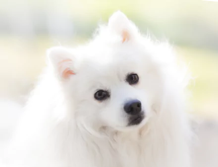 dog Animal spitz HD Desktop Wallpaper | Background Image