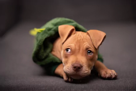 puppy dog Animal pit bull HD Desktop Wallpaper | Background Image