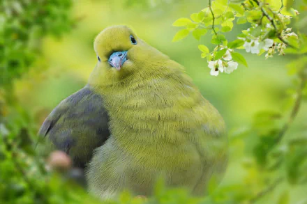 Close-up of a green pigeon perched on a leafy branch amid blossoms — vibrant nature scene, HD PC desktop wallpaper and background.