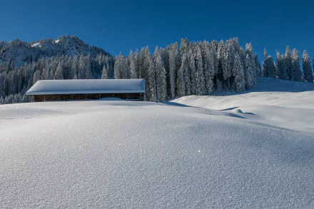 spruce sky forest roof winter man made barn HD Desktop Wallpaper | Background Image