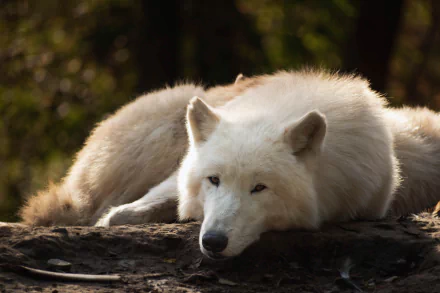 wolf white wolf Animal arctic wolf HD Desktop Wallpaper | Background Image