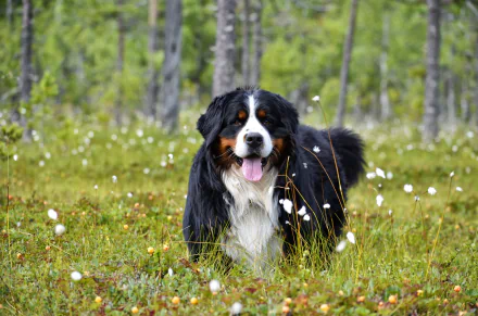 dog Animal bernese mountain dog HD Desktop Wallpaper | Background Image