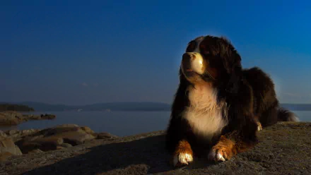 Animal bernese mountain dog HD Desktop Wallpaper | Background Image