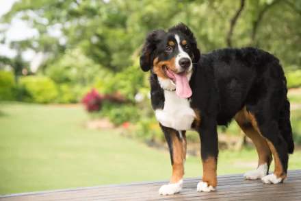 Animal bernese mountain dog HD Desktop Wallpaper | Background Image