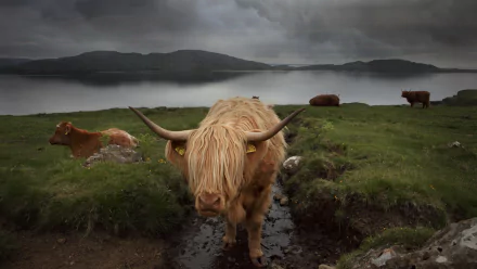 Animal cow HD Desktop Wallpaper | Background Image