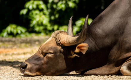 Animal water buffalo HD Desktop Wallpaper | Background Image