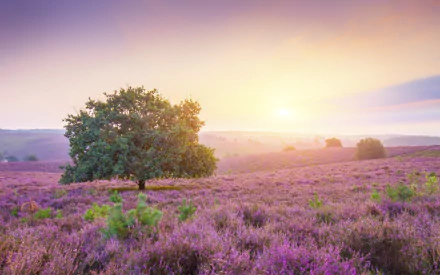 4K Ultra HD PC desktop wallpaper: purple flower field at dawn, lone tree on rolling landscape with sunrise casting golden light over misty hills.