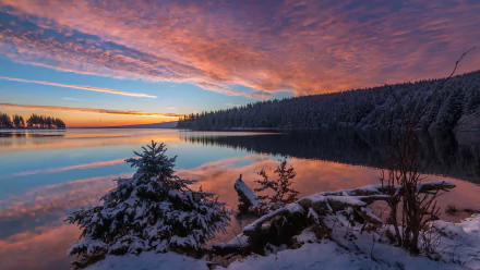 4K Ultra HD desktop wallpaper showing a snowy spruce forest reflecting in a calm lake at sunset, with vibrant clouds and a serene winter sky.