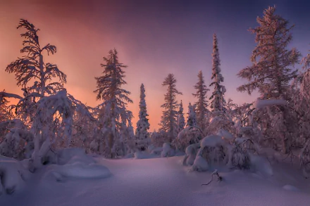 HD PC desktop wallpaper: snow-covered spruce forest at winter sunset, pink-purple sky casting a warm glow over frosted trees.