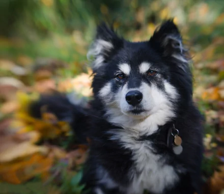 Close-up of a black-and-white Finnish Lapphund dog among autumn leaves, calm expression and collar tag — HD PC desktop wallpaper background.