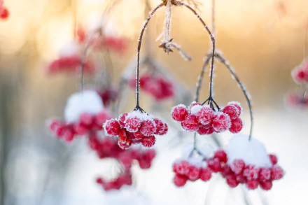 berry viburnum frost winter nature close-up HD Desktop Wallpaper | Background Image