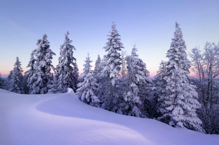 5K Ultra HD desktop wallpaper: snow-covered spruce trees in a Swiss winter landscape at dawn, soft pink and blue sky over pristine snow.