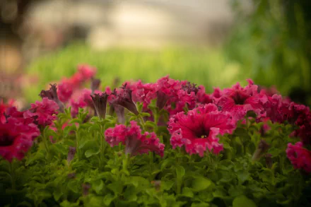 pink flower blur nature petunia HD Desktop Wallpaper | Background Image