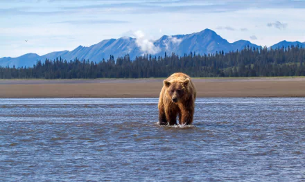 Alaska Animal bear HD Desktop Wallpaper | Background Image
