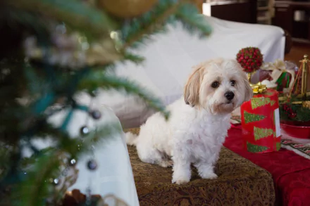 puppy Christmas baby animal dog Animal maltese HD Desktop Wallpaper | Background Image