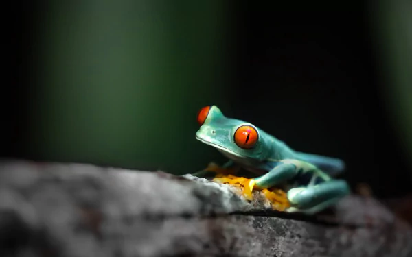 A vibrant amphibian frog with striking red eyes perched on a textured surface, captured in sharp detail for a 4K Ultra HD PC desktop wallpaper and background.