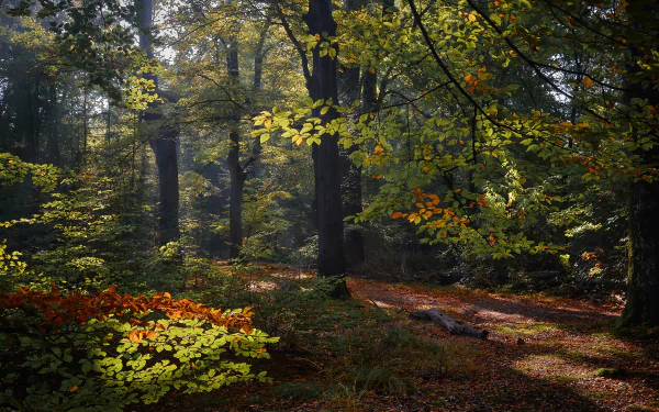 Netherlands forest nature fall HD Desktop Wallpaper | Background Image