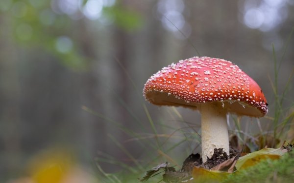 Earth Mushroom Nature Close-Up Fall HD Wallpaper | Background Image