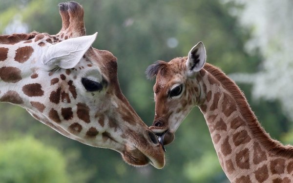 Animal Giraffe Baby Animal HD Wallpaper | Background Image