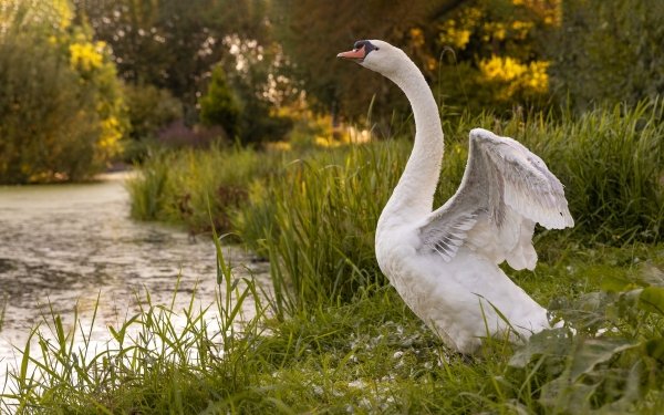 Animal Mute swan Birds Swans Bird Swan HD Wallpaper | Background Image