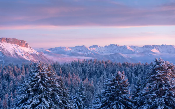 fir tree snow France mountain forest nature winter Snowy Mountain HD Desktop Wallpaper | Background Image