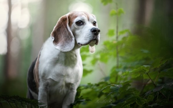 Animal Beagle Dogs Dog Bokeh HD Wallpaper | Background Image