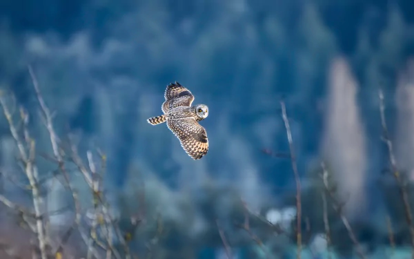 flight wings bird swamp owl Animal owl HD Desktop Wallpaper | Background Image