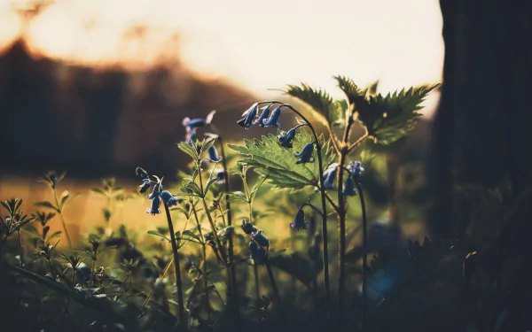 nature flower bellflower HD Desktop Wallpaper | Background Image