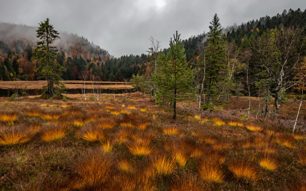 4K Ultra HD PC desktop wallpaper: fall forest marsh with golden grass tufts, conifer trees and misty hills under a cloudy sky.
