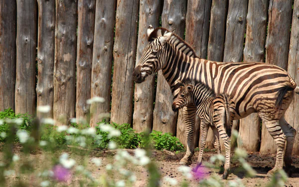 baby animal foal Animal zebra HD Desktop Wallpaper | Background Image