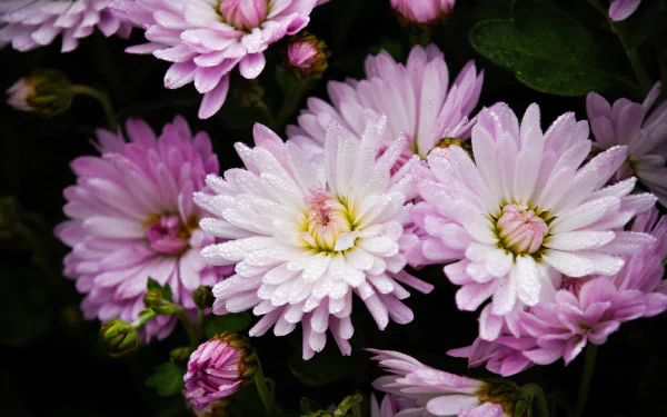 dew drop pink flower petal flower nature chrysanthemum HD Desktop Wallpaper | Background Image