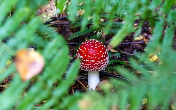 Earth Mushroom Fly Agaric Fern Blur HD Wallpaper | Background Image