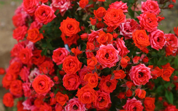 red rose red flower rose flower nature rose bush HD Desktop Wallpaper | Background Image