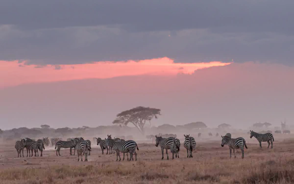 Africa Animal zebra HD Desktop Wallpaper | Background Image