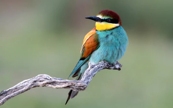 European Bee-eater (merops apiaster)